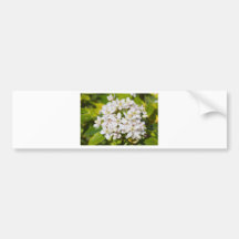 Lilla vitvildblommor bildekaler