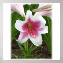 lilly print