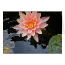 Lilly för fridfullt vatten ~greeting kort