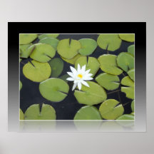 Lilypad vitblomma affischer
