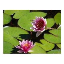 Lilypads Vykort