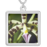 LimefruktPrismatocarpum (Epidendrum) blommor Hängsmycke