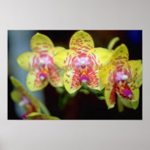 LimefruktVanda blommor Affischer