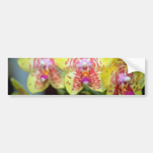 LimefruktVanda blommor Bildekaler