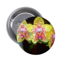 LimefruktVanda blommor Nål