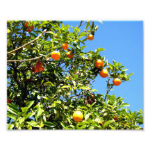 Limones Fotografier