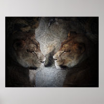 Lioness II Affischer