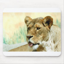 Lioness Mus Matta
