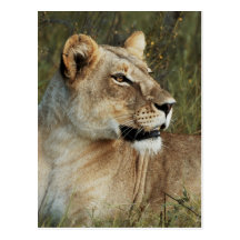 Lionesspantheraen Leo fotograferar Vykort