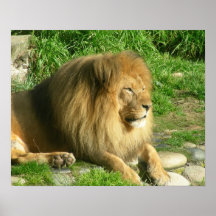 Lions 002 20"" affisch x16