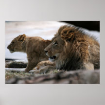 Lionsaffisch