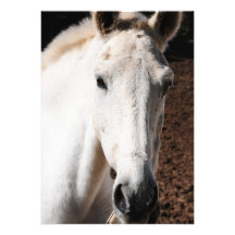 Lipizzaner hästinbjudan