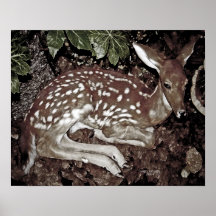 Lisma av den Arkansas skogen Posters