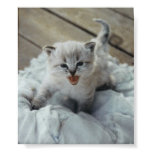 Djur Posters 