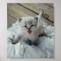 lite bebiskattunge print