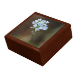 Lite boxas vitblommor minnessakar