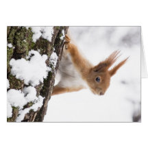 Lite ekorre hälsnings kort