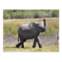 Lite elefant vykort