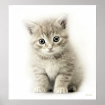 LITE KATT AFFISCHER