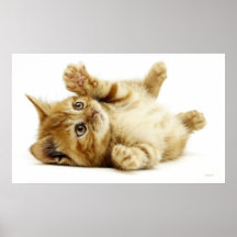 LITE KATT PRINT