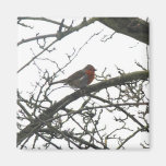 Lite röd robin magneter