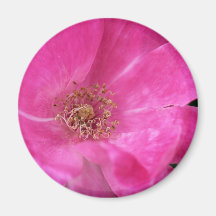 Lite rosa rosmagnet kylskåpmagneter