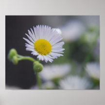 lite tusensköna print