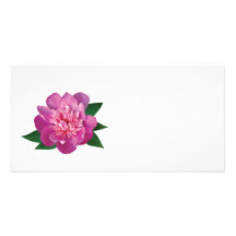 Liten rosa pion fotokort