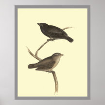 Liten trädFinch Affisch
