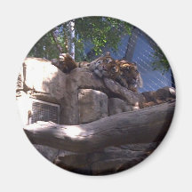 Liv av en tiger kylskåpsnagnet