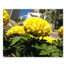 Ljus gula blommor foto