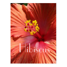 Ljus orange rosa hibiskus vykort