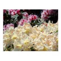 Ljus solig Rhodies blom- vykortRhododendron