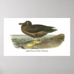 Ljus-täckt sotig Albatross, John Audubon Print