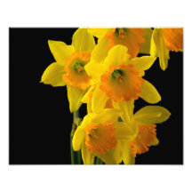 Ljuva gula och orange påskliljar fotografier