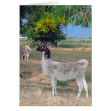 Llamas Hälsnings Kort