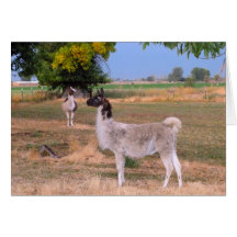 Llamas Hälsnings Kort