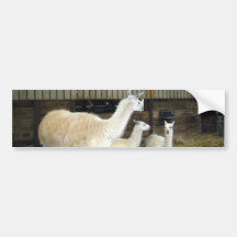 Llamas på lantgården för Ashdown skogLlama Bildekal