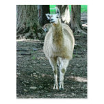 Llamavykort