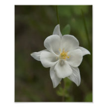 Lone Columbine Konstfoto