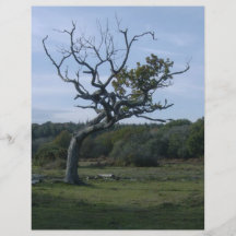 Lone träd i ny skog flygblad designs
