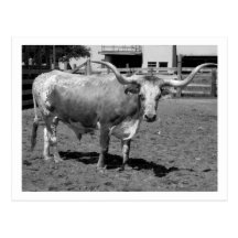 Longhorns är vänner, inte mat (B&W) Vykort