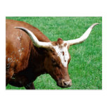 Longhornvykort