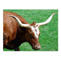 Longhornvykort