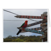 Lorikeet Kort