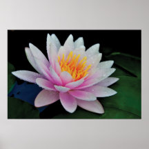 Lotus flower poster