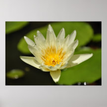 Lotusblomma (näckrosblomma) affischer