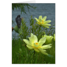 Lotusblomma- och ladugårdsvalan noterar kortet