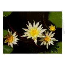 lotusblommablomma hälsningskort