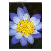 lotusblommablomma hälsningskort